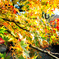 紅葉②