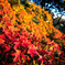 紅葉④