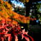 紅葉⑤