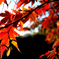 紅葉⑥