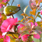 メジロ＆ 山茶花DDS_2360