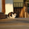 曼荼羅寺の猫。
