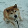 雪の上でもへっちゃら～♪