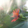 外は寒風・・　この花・・温々(^_^;)