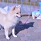 20150112相模原公園のマル