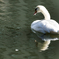 Swan_1