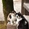 寺に棲む猫