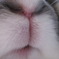 何の鼻でしょう