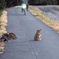 うしろ！うしろー(´･Д･)」