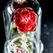 NIKON D810-20150112193348