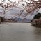 sakura lake