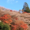 四季桜