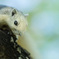 小さな小さな野生君　Small Small Wild Life