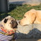 パグ犬もビックリ、ラブラドールとの２ショット。