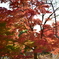 紅葉　２０１４