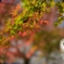 紅葉　２０１４