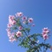 秋の晴空に