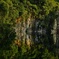 Eye of Forest
