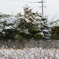 曇り時々雪？＜＞！(-"-)