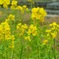 ♪菜の花～梅田スカイビル