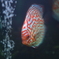 Discus