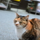 看板猫悟り猫