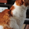 ねこ　毛なみ見ないで