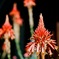 Aloe
