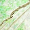 ++natura++