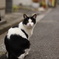 SMC　Takumar50ｍｍ　1：1.4
