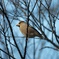 Hawfinch