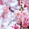 花は桜木、人は武士