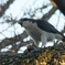 Northern Goshawk Wildface2