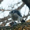 Northern Goshawk Wildface