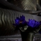 祈りの花