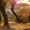 紅葉お散歩2014