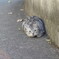 追いかけっこ