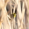 覗き見