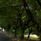 公園の並木