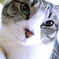 家猫 シコピン