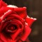 Rose of snow　～紅～