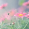 花便り　- 温室の春 -
