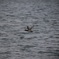 琵琶湖の鳥