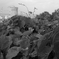 繁茂。