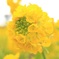 菜の花