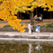 2014年 イチョウ並木 in 国営昭和記念公園