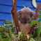 コアラ（koala）
