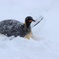 雪を泳ぐ