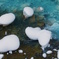 Blue river 2