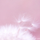あさきゆめみし